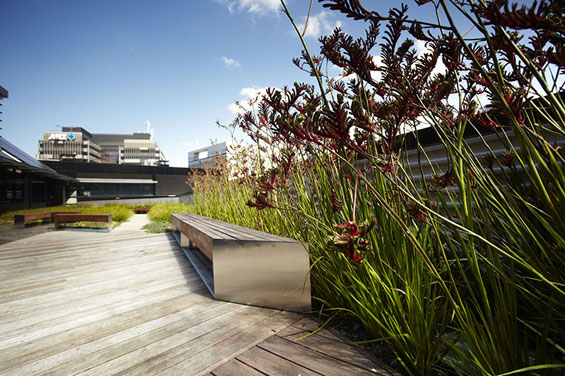 Anigozanthos ‘Ruby Velvet’ contributes a striking element to the green roof planting scheme at Kangan Institute Kangan-Institute-green-roof-project