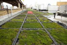 green-roof-Australia-GRA-news green-roof-Australia-GRA-news