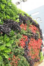 LiveWall-ArtPrize-living-wall-close-up