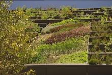 The biggest green wall panel on One Central Park