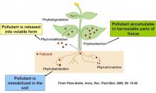 Graphic Source: Pilons-Smits.Annu.Rev. Plant Biol 2005, 56:15-39