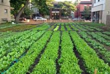 urban-farming-australia